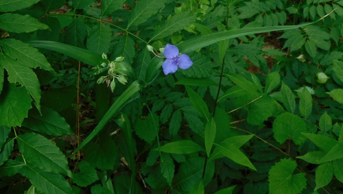 Tradescantia ohiensis