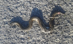 Nerodia clarkii clarkii