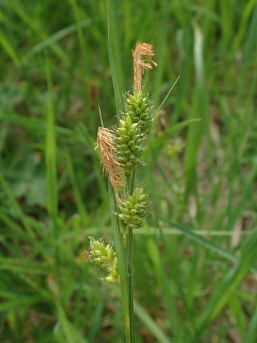 ostrica bledá (Carex pallescens)