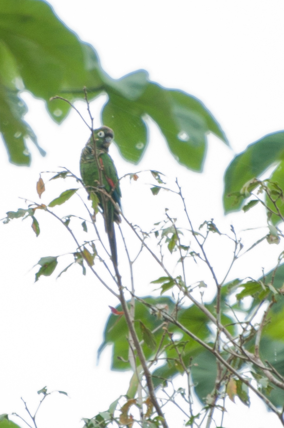 Maroon-tailed Parakeet
