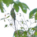Maroon-tailed Parakeet (Melanura) - Photo (c) Oscar Marín, some rights reserved (CC BY-SA), uploaded by Oscar Marín