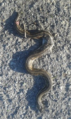 Nerodia clarkii clarkii