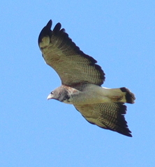 White-tailed Hawk