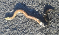 Nerodia clarkii clarkii