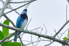 Masked Tanager photo 4