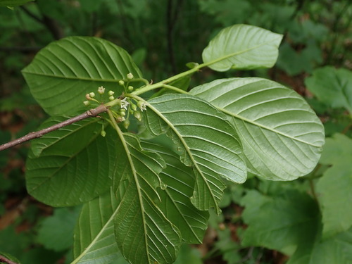 krušina jelšová (Frangula alnus)