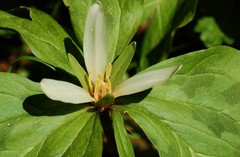 Trillium albidum parviflorum