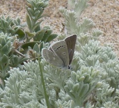 Icaricia icarioides parapheres