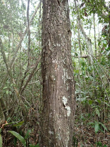 Mexican royal ebony (Swartzia cubensis)