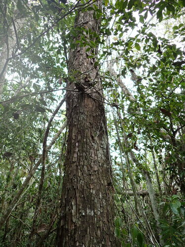Swartzia cubensis, photograph 5