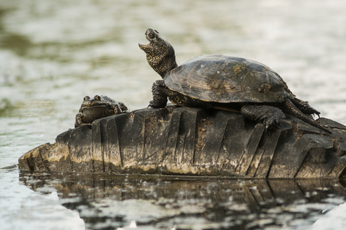 European Pond Turtle