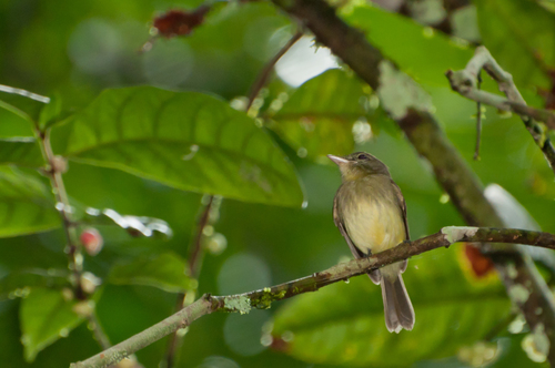 Tolmomyias assimilis