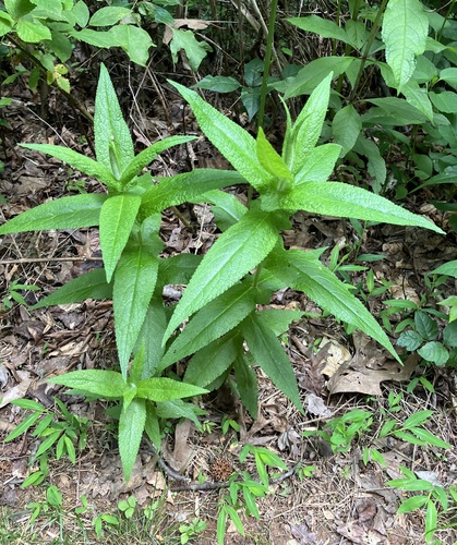 Eupatorium perfoliatum
