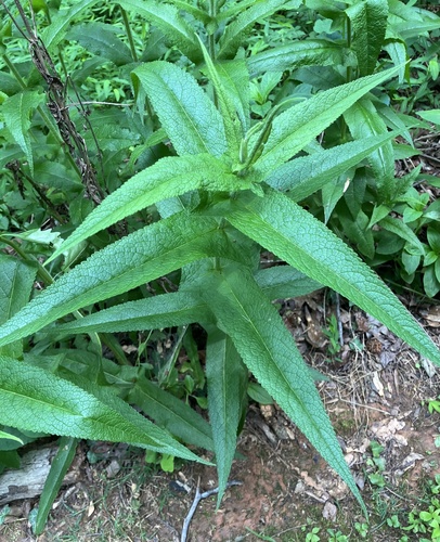 Eupatorium perfoliatum