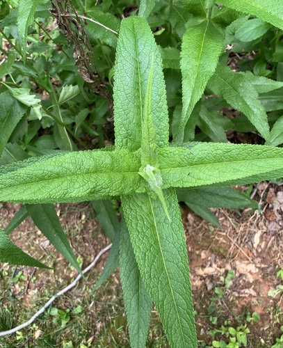 Eupatorium perfoliatum