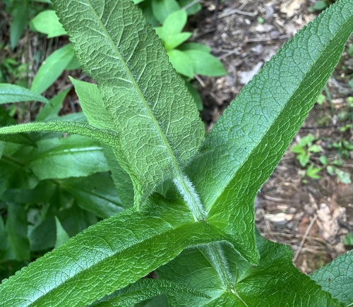 Eupatorium perfoliatum