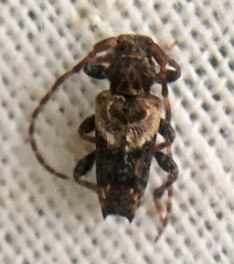 Pogonocherus hispidus