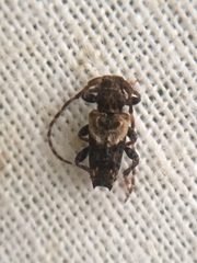 Pogonocherus hispidus