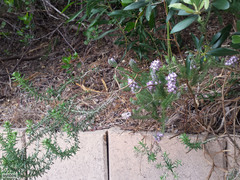 Aspalathus cephalotes violacea