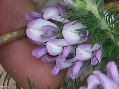 Aspalathus cephalotes violacea