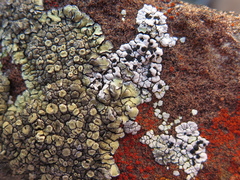 Polycauliona luteominia