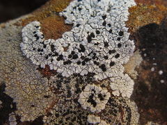 Buellia dispersa