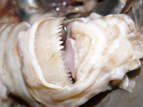 Koekjessnijderhaai (Isistius brasiliensis) — Dalatiidae — 3