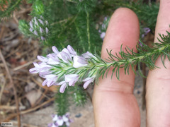 Aspalathus cephalotes violacea