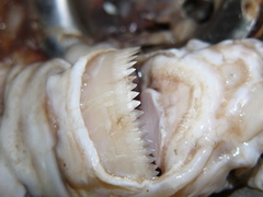 Cookie-Cutter Shark photo 3
