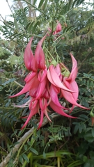 Clianthus