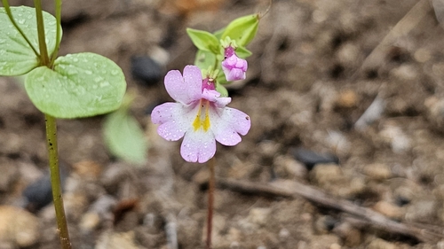 Erythranthe acutidens (Erythranthe acutidens)
