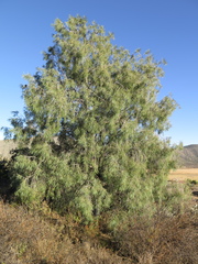 Pinus pinceana