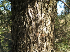 Pinus pinceana