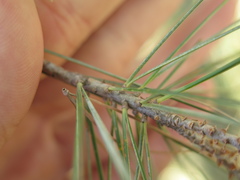 Pinus pinceana