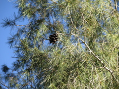 Pinus pinceana