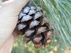 Pinus pinceana