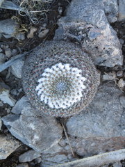Mammillaria chionocephala