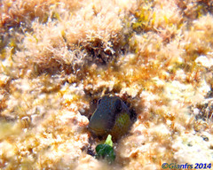 Microlipophrys canevae