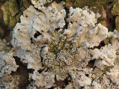 Physcia biziana