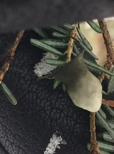 Arachnida
