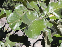 Quercus resinosa
