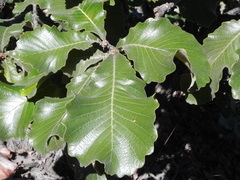 Quercus resinosa