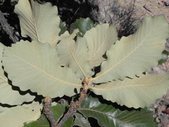 Quercus resinosa