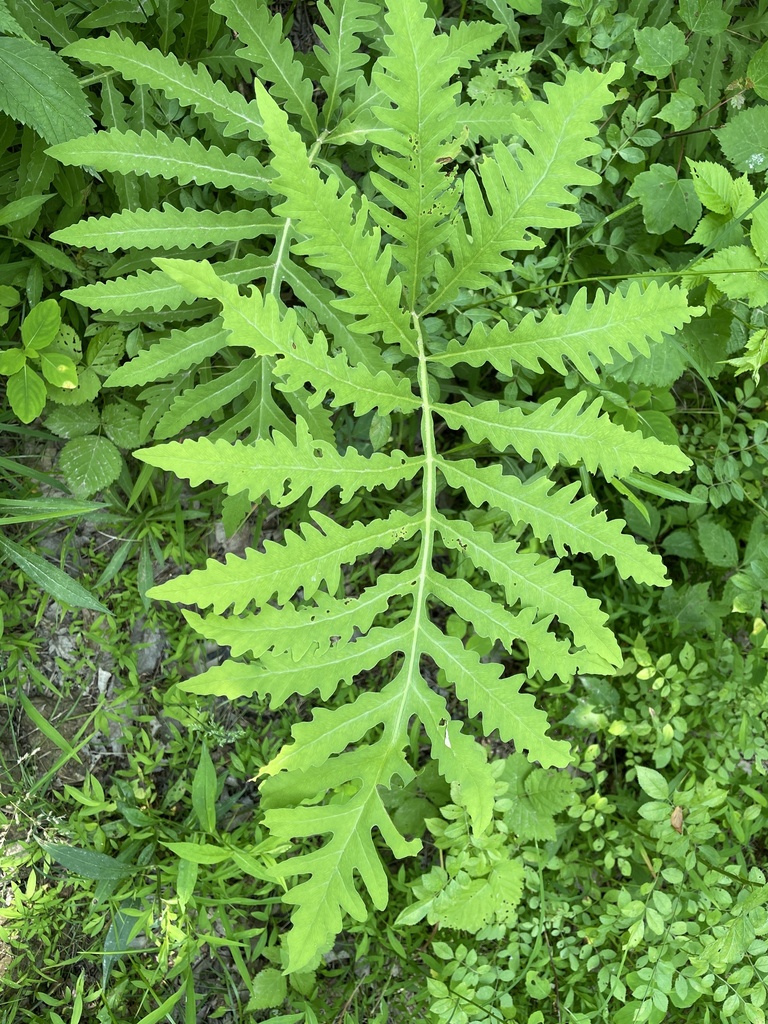 sensitive fern from Cincinnati Nature Center, Milford, OH, US on June 7 ...