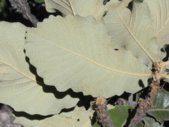 Quercus resinosa