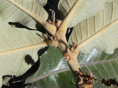 Quercus resinosa