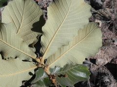 Quercus resinosa