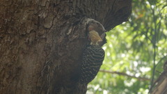Celeus flavescens flavescens