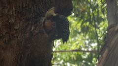 Celeus flavescens flavescens