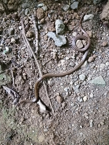 Photo of a Litter Snake (Tantilla reticulata)